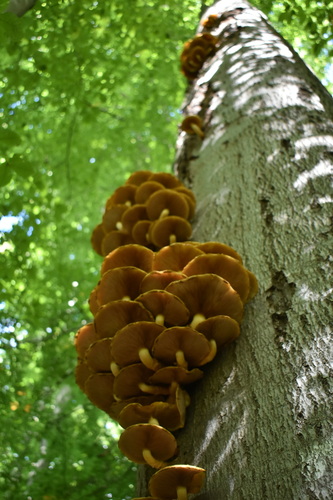 Chestnut Mushroom