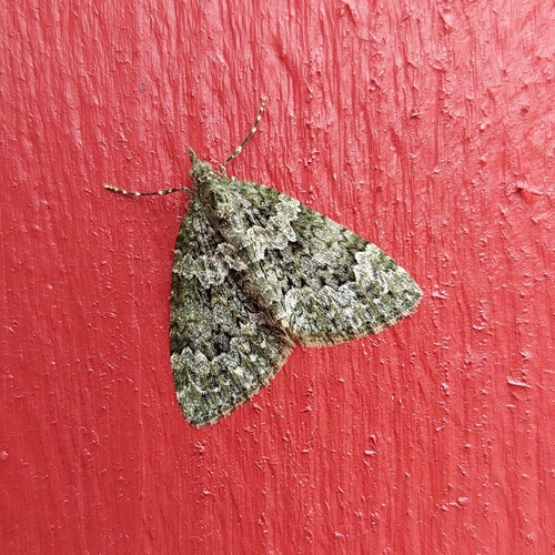 Autumn Green Carpet
