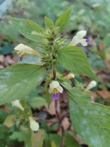 Large-flowered Hemp-nettle