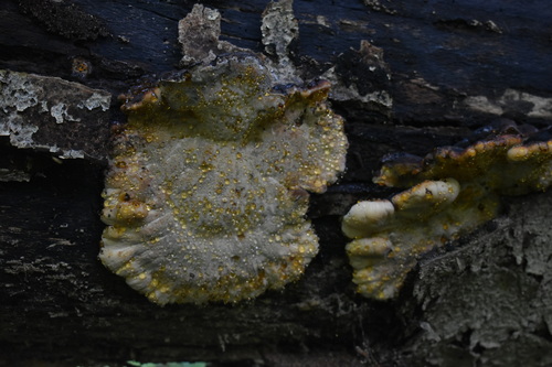 Resinous Polypore