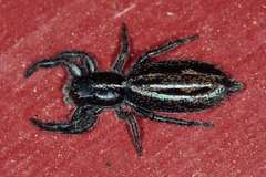 Holoplatys planissima