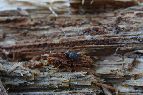 Nut Leaf Weevil