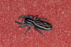 Holoplatys planissima