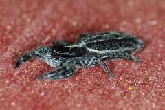 Holoplatys planissima