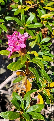 Rusty-leaved Alpenrose