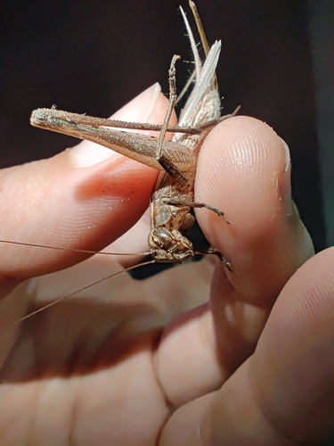Japanese Pine Cricket