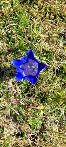 Southern Gentian