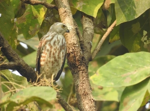 Shikra