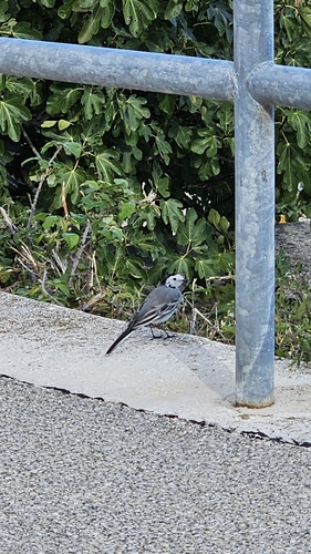 White Wagtail
