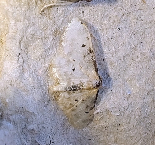 Idaea filicata
