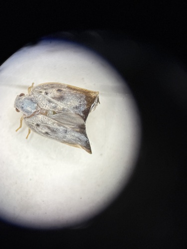 Citrus Flatid Planthopper