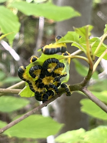 Macremphytus tarsatus