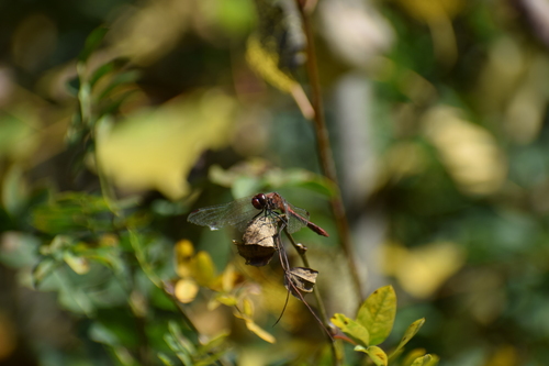 Ruddy Darter