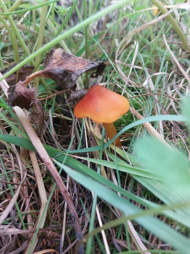 Witch's Hat
