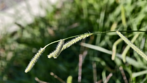 Paspalum dilatatum, photograph 2