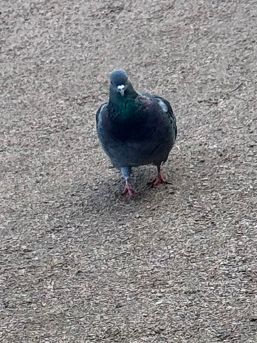 Feral Pigeon