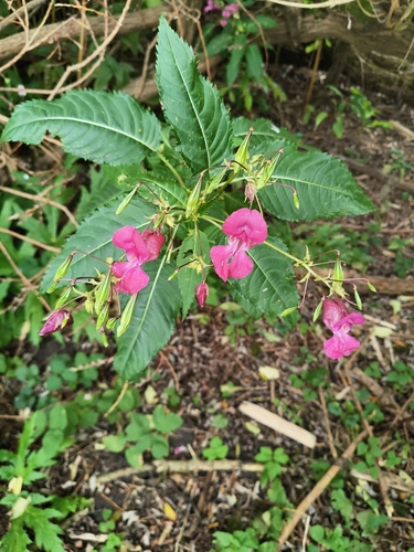 Himalayan balsam