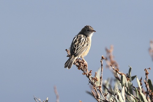Zitting Cisticola