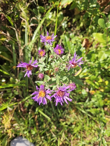 New England aster
