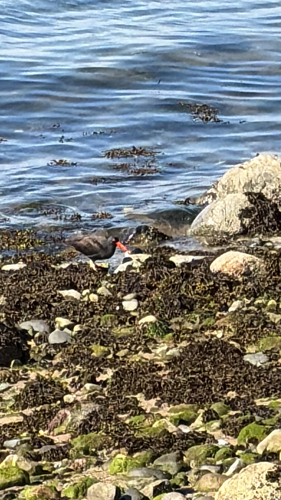 Black Oystercatcher