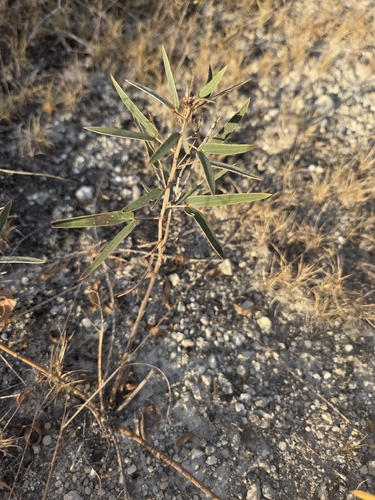 Senna roemeriana, photograph 6