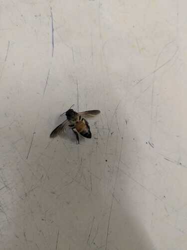 Giant Honey Bee