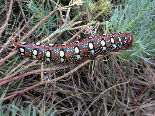 Leafy Spurge Hawkmoth