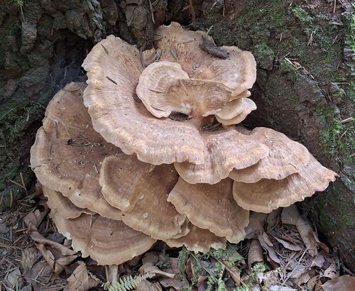 mountain polypore