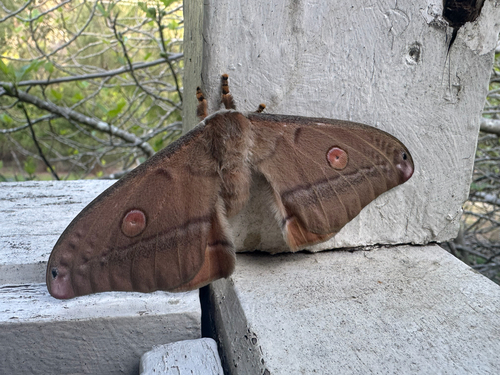 Helena Gum Moth