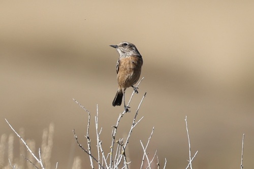 European Stonechat