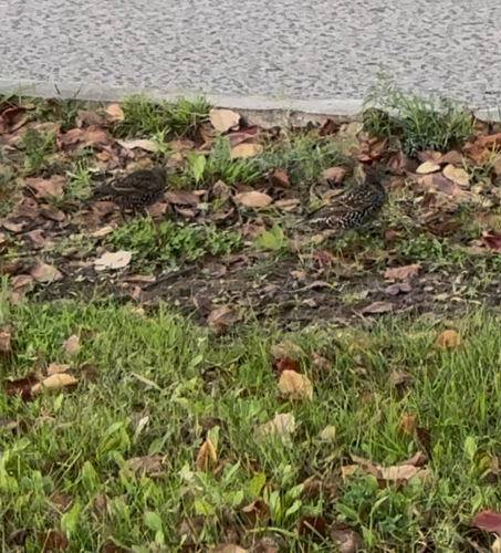 European Starling