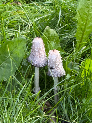 Shaggy Mane