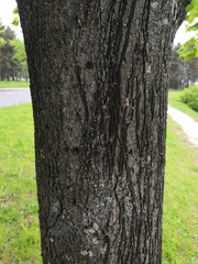 Tilia cordata