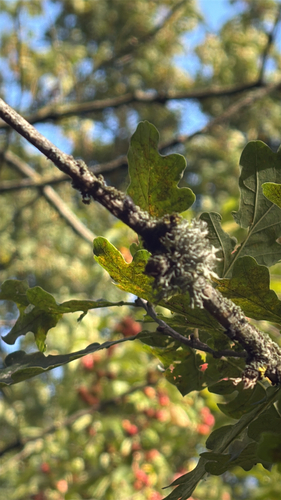 Dotted Ribbon Lichen