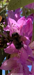 Bombus hortorum