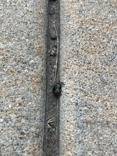 Bold Jumping Spider