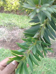 Podocarpus oleifolius
