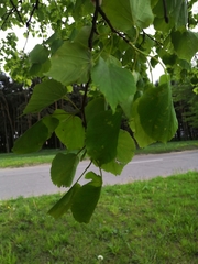 Tilia cordata
