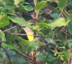Setophaga magnolia image