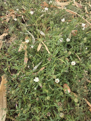 flower-of-an-hour