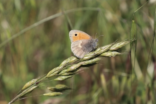 Small Heath