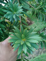 Podocarpus oleifolius