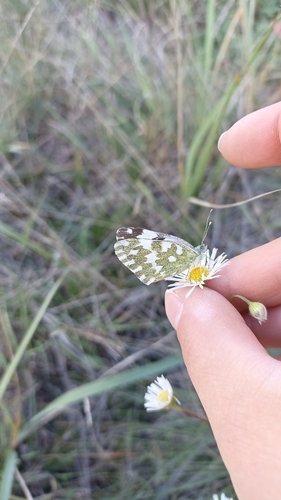 Eastern Bath White