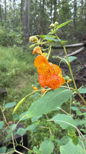 common jewelweed