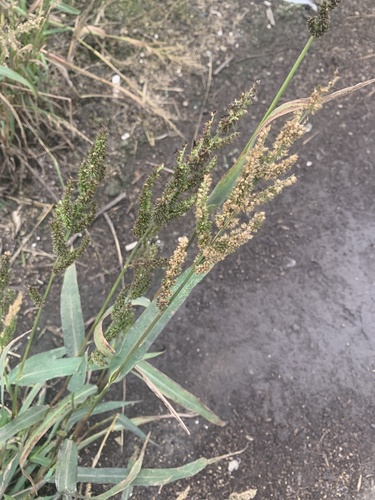 barnyardgrass