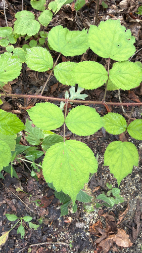 wineberry