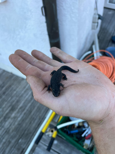 Great Crested Newt