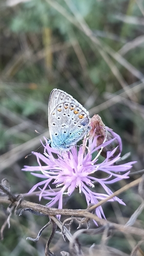 Common Blue