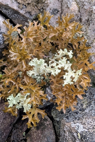 Iceland Lichen