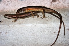 Trachylepis albotaeniata
